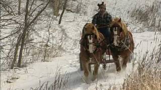 The Modern Horse Loggers of Minnesota [upl. by Durant]