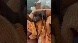 Best of bats compilation bats wildlife rescue theisraelibatsanctuary cute munching nursing [upl. by Ferna]