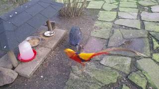 Golden pheasant male displays for Vulturine guineafowl [upl. by Hras]