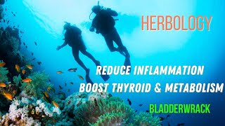 Herbology Boost Metabolism Boost Thyroid Reduce Inflammation [upl. by Pollie]