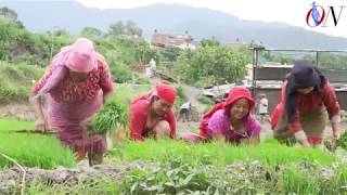 Rice Plantation In Kathmandu Valley [upl. by Lordan]