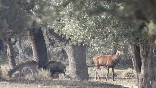 CIERVOS gamos y jabalíes aprovechan la cosecha de Bellotas [upl. by Annazor]