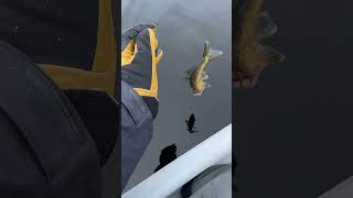 Gotta love the gold and black walleye from the baskatong fypシ viral viralvideo fishing fyp [upl. by Wiltz]