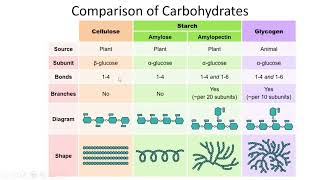 Carbohydrates Classification Structures and Functions  Lecture 6a [upl. by Hildebrandt886]