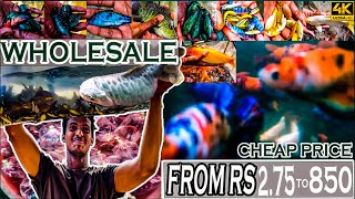 Whole sale fish farm in kolathur for african cichlids  imported betta  kolathur fish farm in tamil [upl. by Glinys]