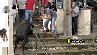 Tourada à Corda Santo Amaro Ribeirinha 10 Junho 2023 JG AÇORES [upl. by Lilybelle]