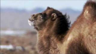 The Bactrian Camel [upl. by Yllac]