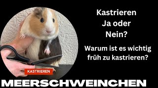 Warum ist frühe Kastration sinnvoll  Haarlinge  Inzucht Meerschweinchen [upl. by Stevens]