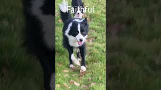 why BORDER COLLIES are the smartest dogs ever bordercollie sheepdog herdingdog [upl. by Schapira]