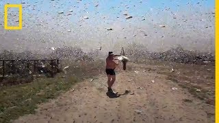 Un GRAN ENJAMBRE de LANGOSTAS atacan a un PESCADOR en RUSIA  National Geographic en Español [upl. by Janenna]