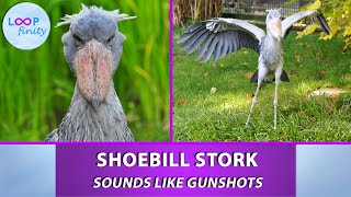 This bird Sounds like Gunshots  Shoebill Stork [upl. by Rosario906]