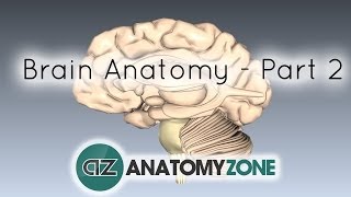 Basic Parts of the Brain  Part 2  3D Anatomy Tutorial [upl. by Aneloj]