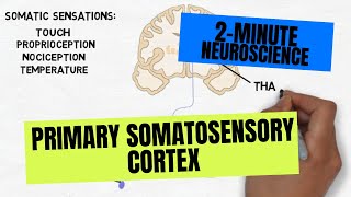 2Minute Neuroscience Primary Somatosensory Cortex [upl. by Reidar988]