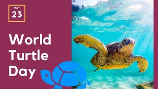 World Turtle Day  May 23rd [upl. by Schug]