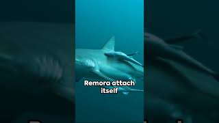 Remora  The Fish That Know As Shark Sucker shorts remora animalfacts [upl. by Aerdnaeel]