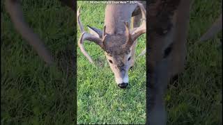 Tiney the whitetailed buck grazing 4 [upl. by Willis786]