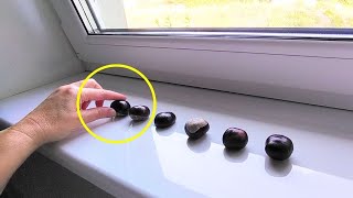 Spread chestnuts on the windowsill and youll say goodbye to unwanted problems [upl. by Atinej]