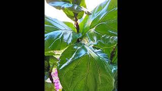 Tip for Ficus Lyrata Fiddle leaf Fig [upl. by Paresh]