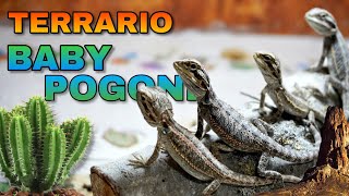 Creo un TERRARIO per le BABY POGONE [upl. by Norty]