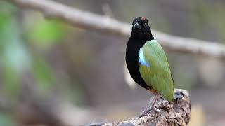 Rainbow Pitta  Calling HD [upl. by Arola]