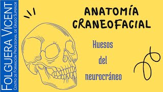 Aprende fácil los huesos del neurocráneo [upl. by Vetter]