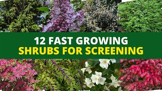 Privacy Hedges 12 Fast Growing Shrubs for Screening 🌿🌲 [upl. by Baese97]