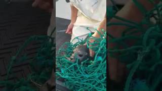 Two Maine Fishermen Rescue a Seal [upl. by Bussey]