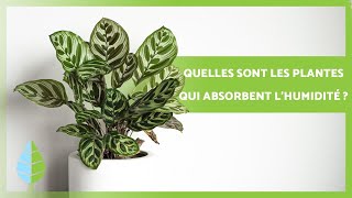 8 PLANTES QUI ABSORBENT LHUMIDITÉ 🌿💧 Noms et soins [upl. by Aissert]