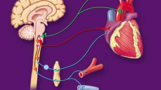 Chemoreceptor Reflex Control of Blood Pressure HD Animation [upl. by Weisler489]