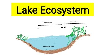 Lake ecosystemAquatic biologyLentic ecosystemFreshwater ecosystem [upl. by Yelsha]