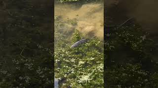 Carp grubbing around eltham palace carpfish london fishing carping everythingcarpfishing [upl. by Ailati871]