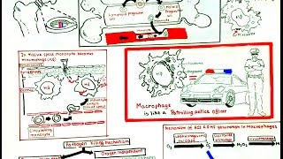 Macrophage and its role in immunity [upl. by Atikihc]