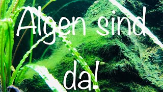 Algen im Aquarium bekämpfen aquaristik [upl. by Amikehs]