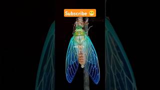 Cicada Insect 🔥 shorts factsinhindi facts factshorts dadajifacts trending cicada insects [upl. by Ahsiekin]