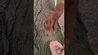 🐿the squirrel chose a big nut squirrelvideos animalsvideo [upl. by Zellner765]