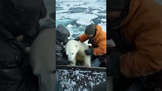 🐻‍❄️ Tiny Polar Bears Heartwarming Rescue 😍 PolarBearRescue WildlifeConservation ArcticAnimals [upl. by Leuqar]