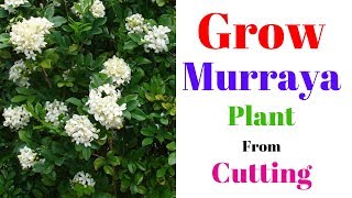 Grow Murraya Plant From Cutting  Orange Jessamine  Marwa Plant [upl. by Kerge]