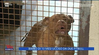 Salerno bimbo di 13 mesi ucciso da 2 pitbull  La Vita in Diretta 23042024 [upl. by Mairim689]