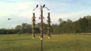 75 Goldfinches Eating Live Niger Seed [upl. by Kerianne]