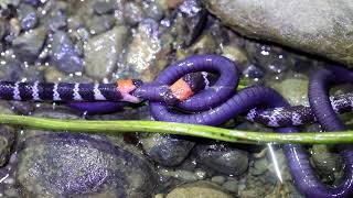 Two coral snakes recorded battling for prey in a scientific first [upl. by Shirley]