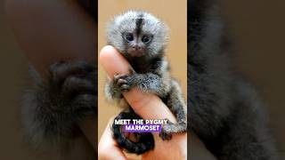 Smallest Monkey  Pygmy Marmoset animals shorts [upl. by Avihs]