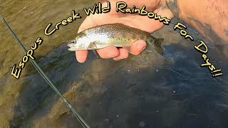 Esopus Creek Wild Rainbows For Days [upl. by Steffin208]