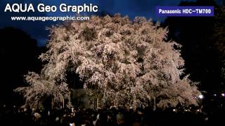 Comparison TestHDCTM700 vs EOS 5D Mark II 六義園のシダレザクラ [upl. by Akire919]