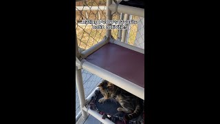 Rating Pedros Fav Catio Activities [upl. by Latsyek531]