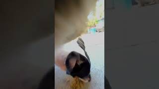 Cats GoPro Footage Reveals His Secret Life  The Dodo [upl. by Cosetta]