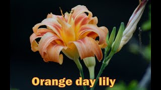 Orange day lily blooming [upl. by Nahgam124]