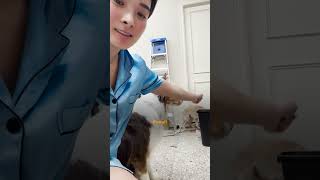 Dog Whod Never Been Touched By Humans Starts To Trust Foster Mom  The Dodo [upl. by Llehsem]