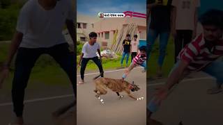 Dog racing  kolhapur dog race  greyhounddog viral shorts [upl. by Sculley457]