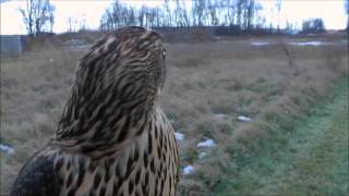 ROSE TRAILER FINNISH GOSHAWK 1080p [upl. by Ahsier]