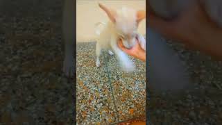 Little Daisy is playing 🥰 daisy cute funny viral doglover puppy song cutepuppy [upl. by Gretta]